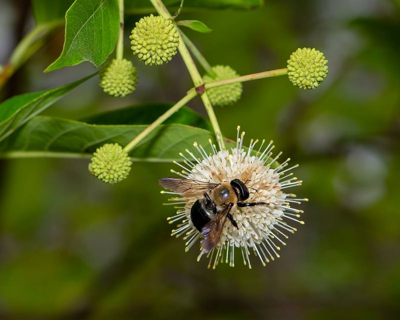Pollinators Flock To The Nectar-Rich Blooms