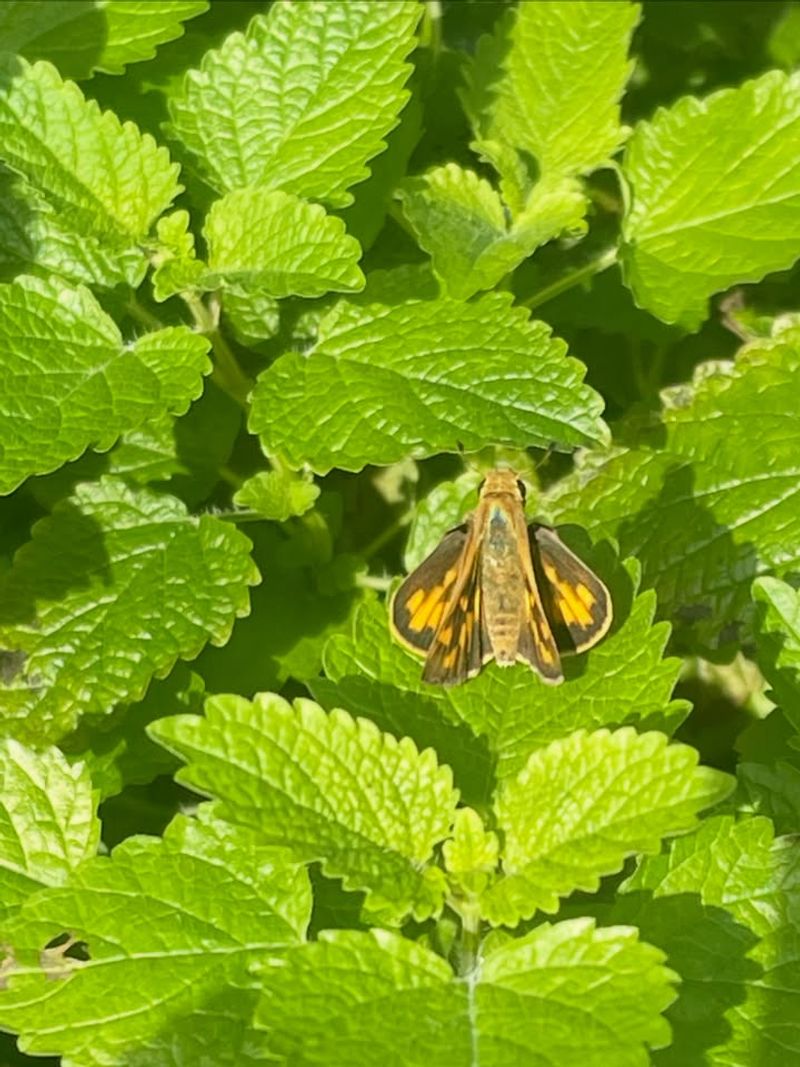 Pollinators Flock To Your Patio All Season Long Pollinators Flock To Your Patio All Season Long