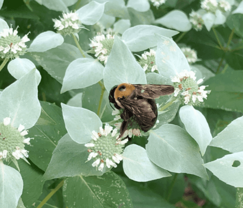 Pollinators Get More From This Plant Pollinators Get More From This Plant