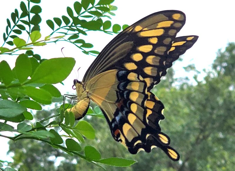 Pollinators Get Value From A Hedge Built For Defense