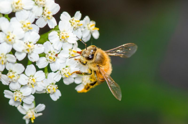 Pollinators Love The Small White Flower Clusters