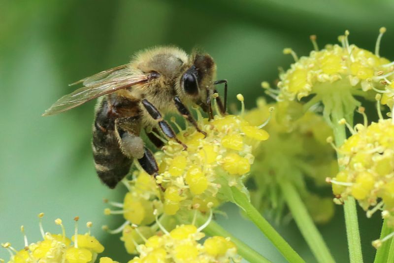 Pollinators Love The Summer Flowers
