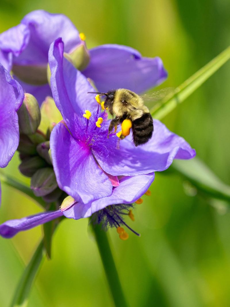 Pollinators Make It Worth Keeping