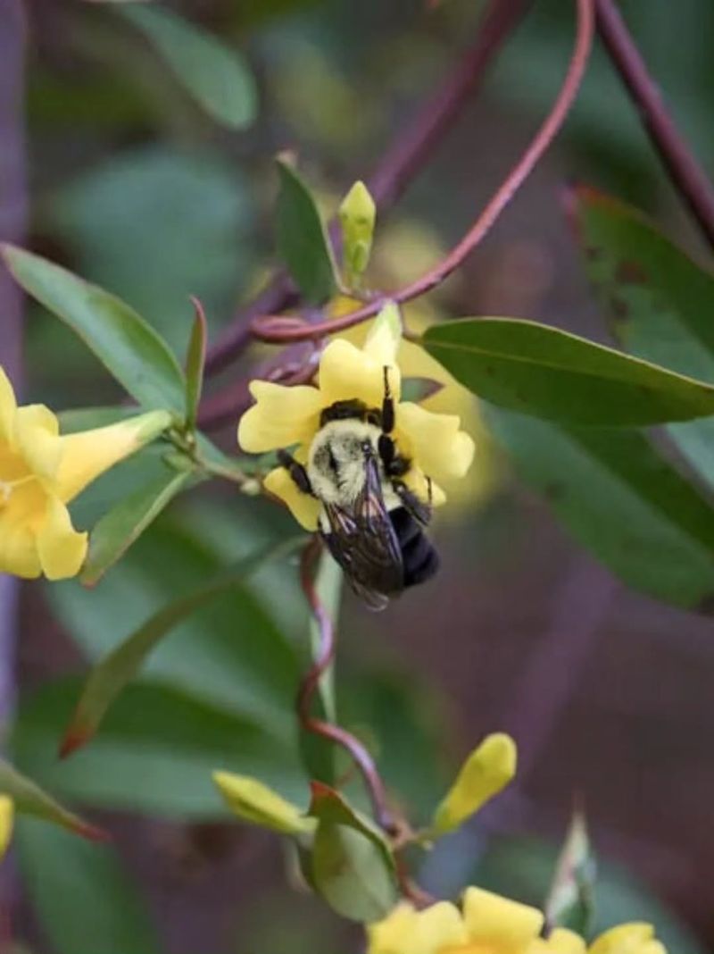 Pollinators Show Up Early And In Force Pollinators Show Up Early And In Force