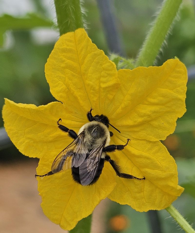 Pollinators Skip The Vines Pollinators Skip The Vines
