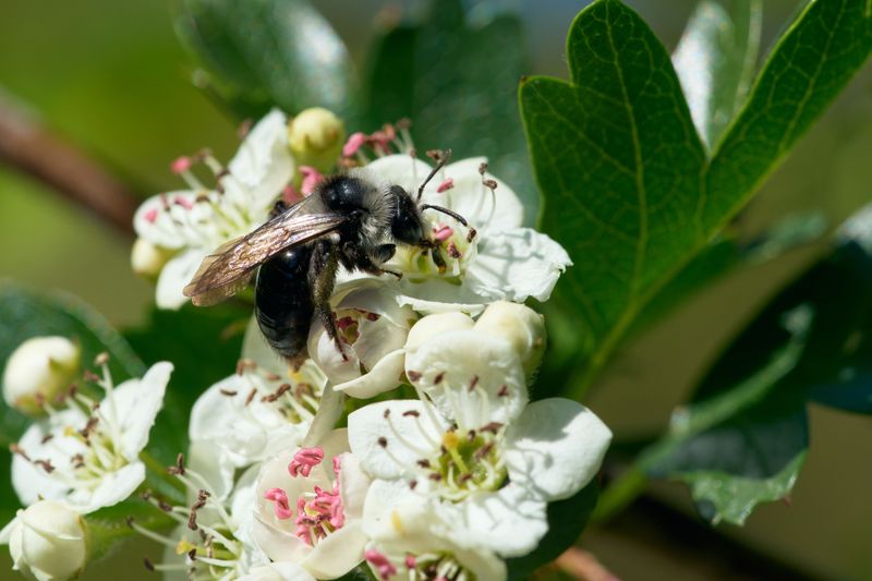 Pollinators Thrive On Native Serviceberry Blooms Pollinators Thrive On Native Serviceberry Blooms