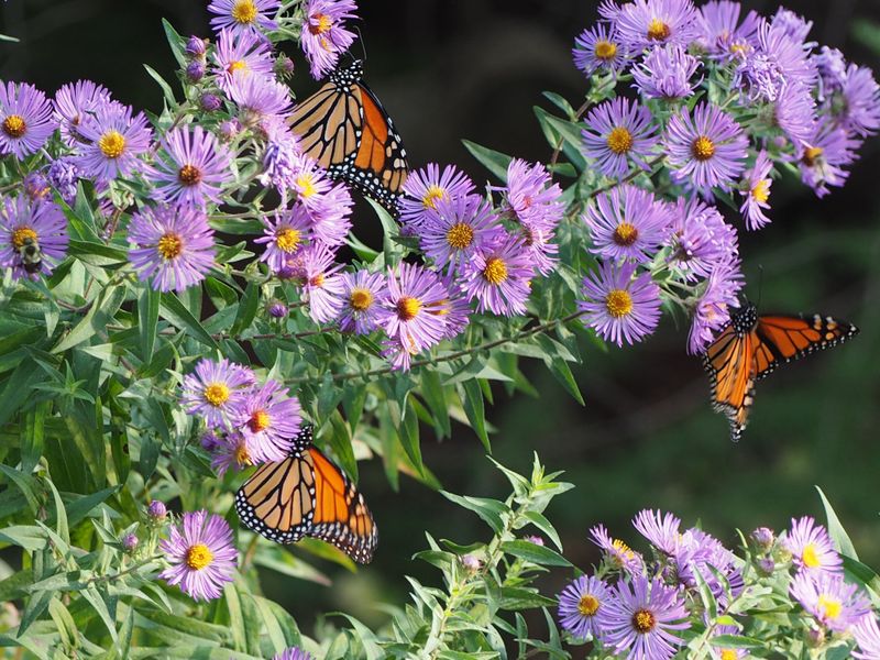 Pollinators Use The Late Blooms