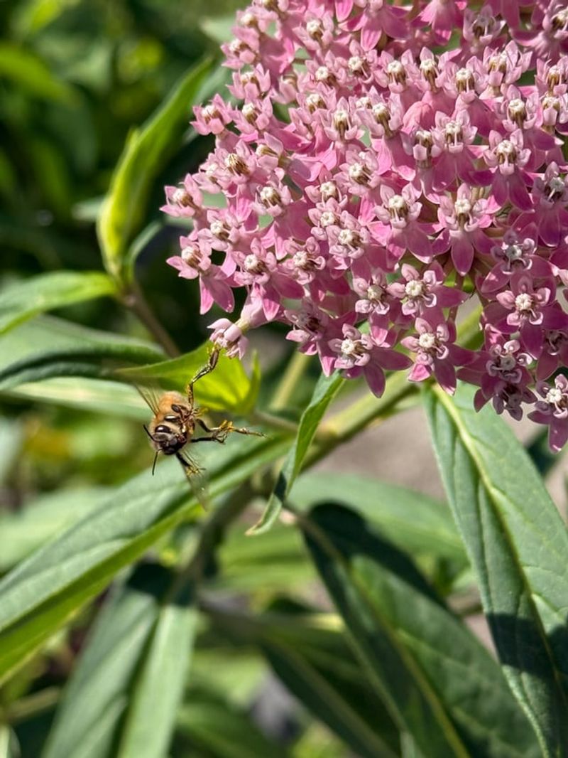 Pollinators Visit More Than Monarchs
