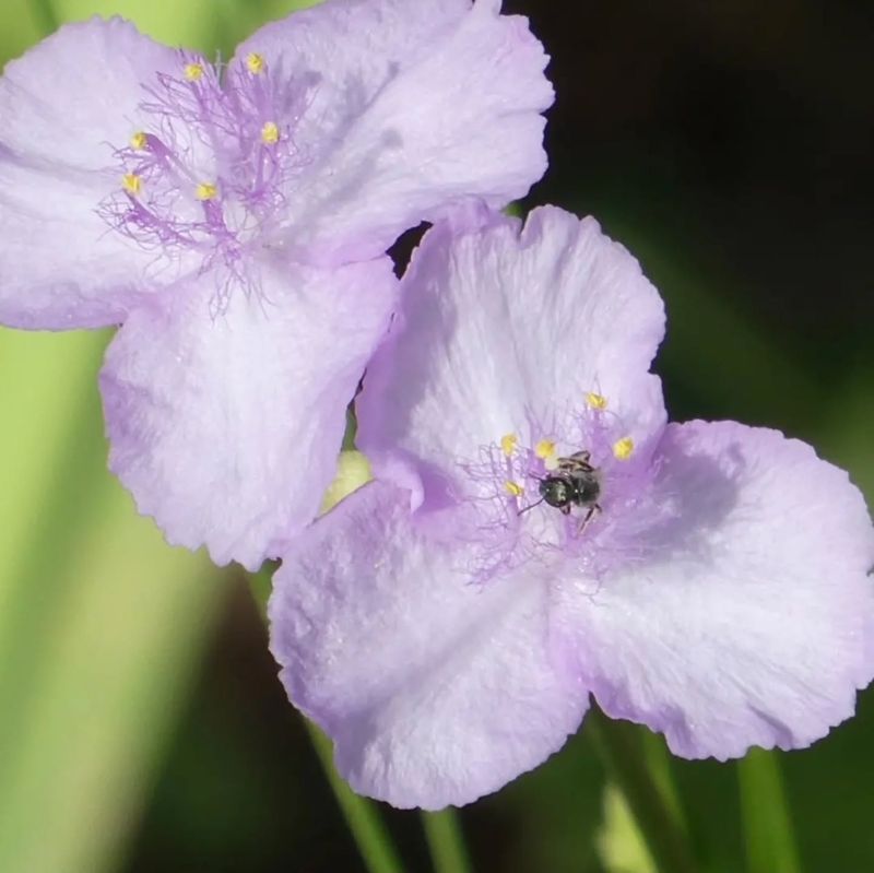 Pollinators Visit The Delicate Flowers