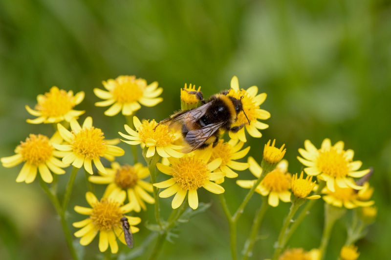Pollinators Visit The Early Blooms