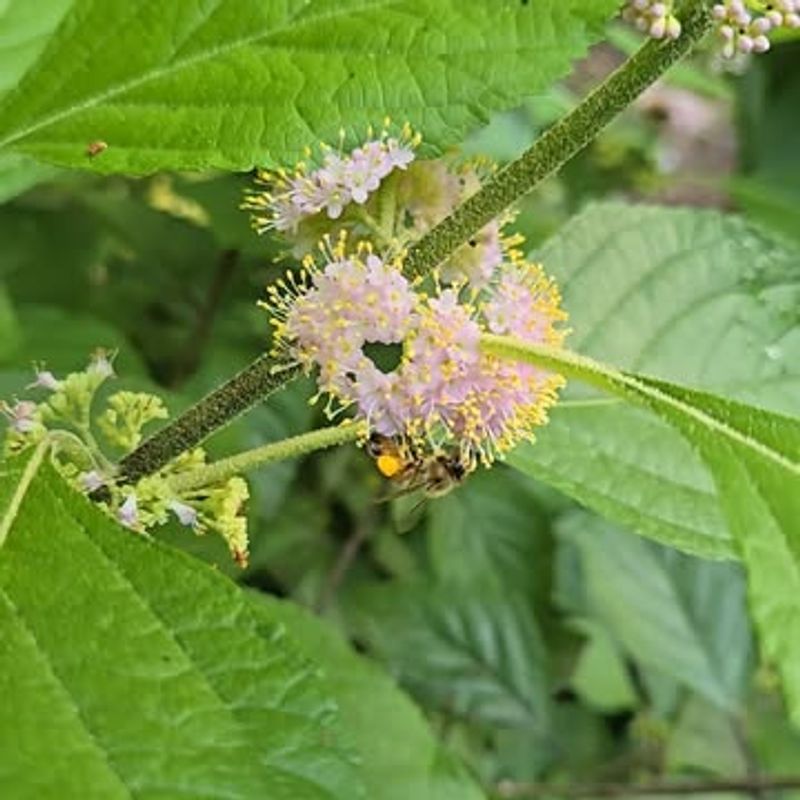 Pollinators Visit The Flowers During Summer