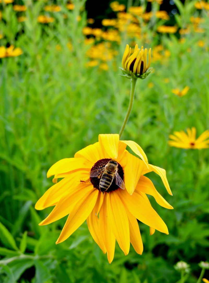 Pollinators Visit The Flowers Regularly