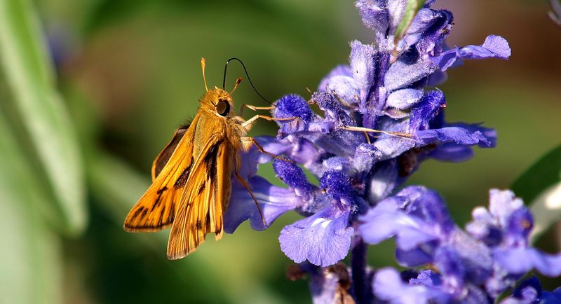 Pollinators Work The Flowers For Months