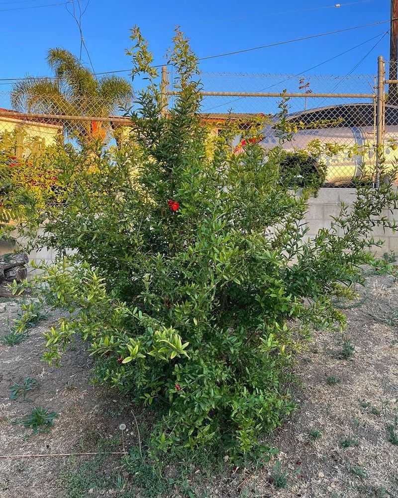Pomegranate Branches Can Be Thinned Carefully Pomegranate Branches Can Be Thinned Carefully
