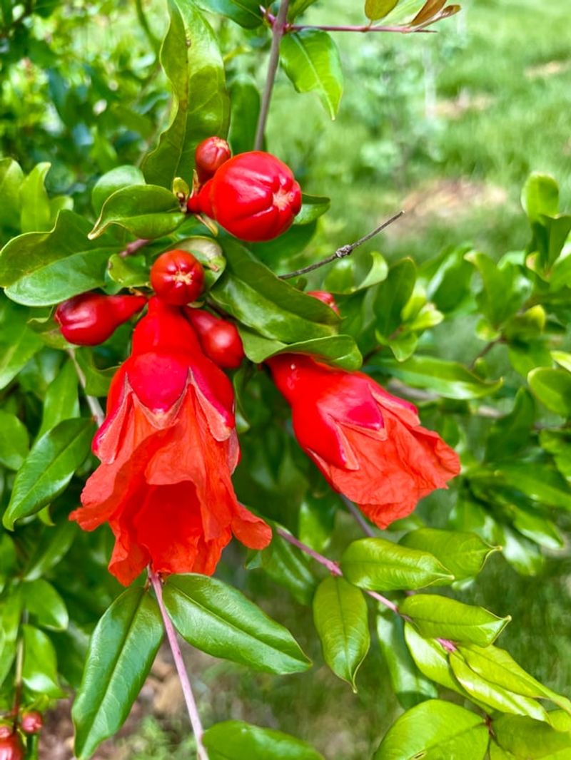 Pomegranate Brings Red Blooms Before The Fruit Arrives Pomegranate Brings Red Blooms Before The Fruit Arrives