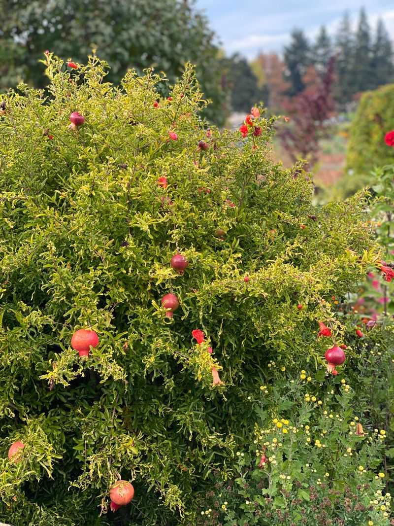 Pomegranate Handles Heat With Deep Water