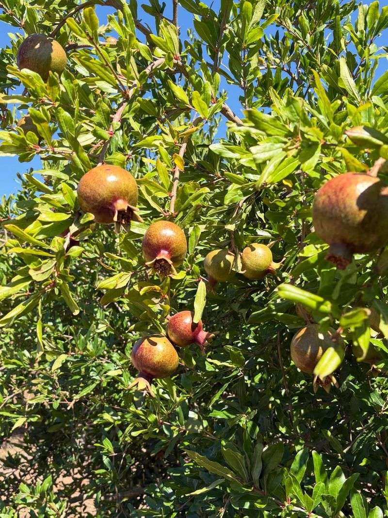 Pomegranate Holds Strong Through Long Summer Heat
