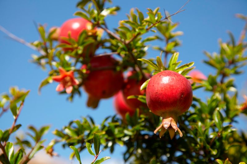 Pomegranate (Punica Granatum)