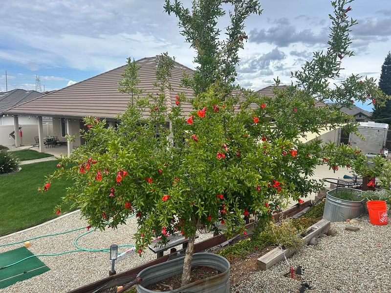 Pomegranate Trees Adapt Well To Pot Growing
