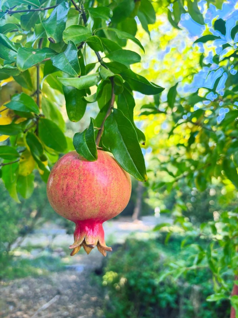 Pomegranate Trees Respond Quickly To Early Summer Feeding