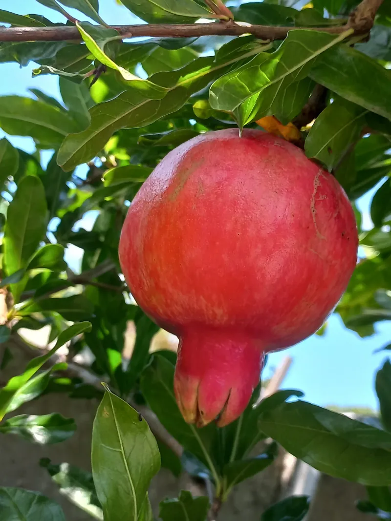 Pomegranate