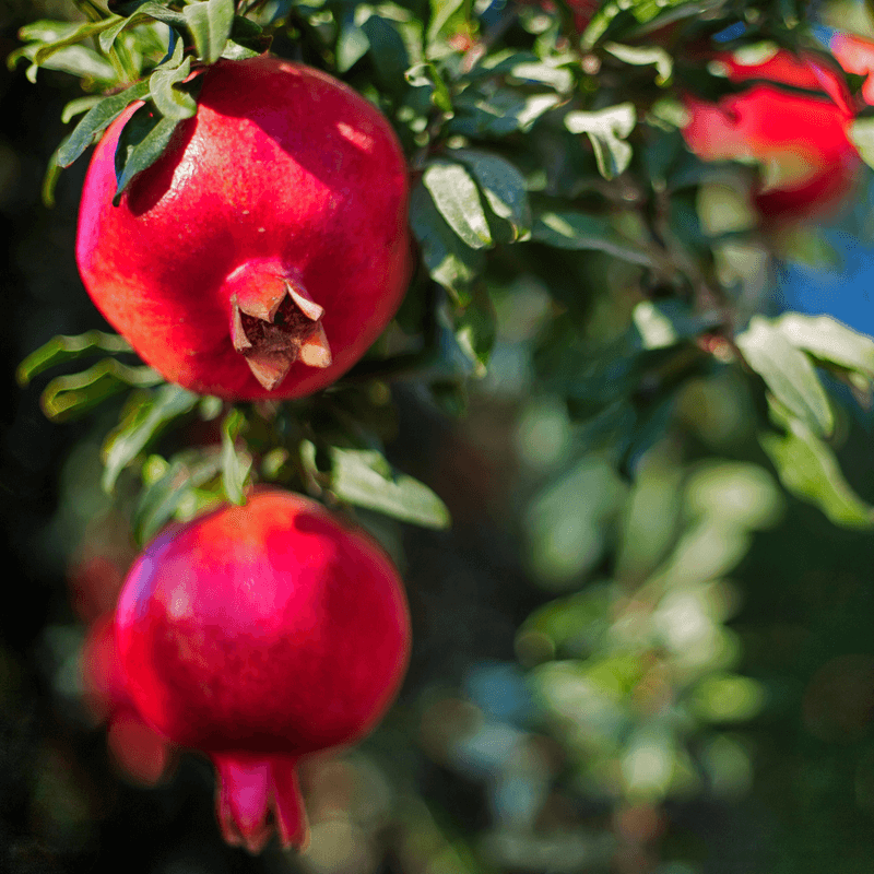 Pomegranates Create An Edible Privacy Screen