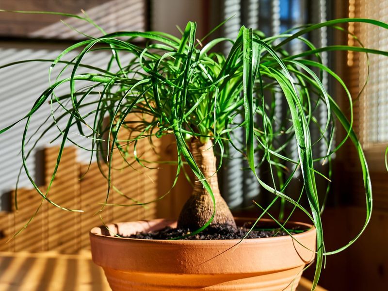 Ponytail Palm Ponytail Palm