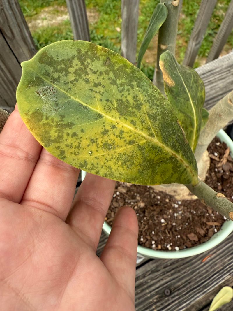 Poor Airflow Can Create New Plant Challenges Poor Airflow Can Create New Plant Challenges