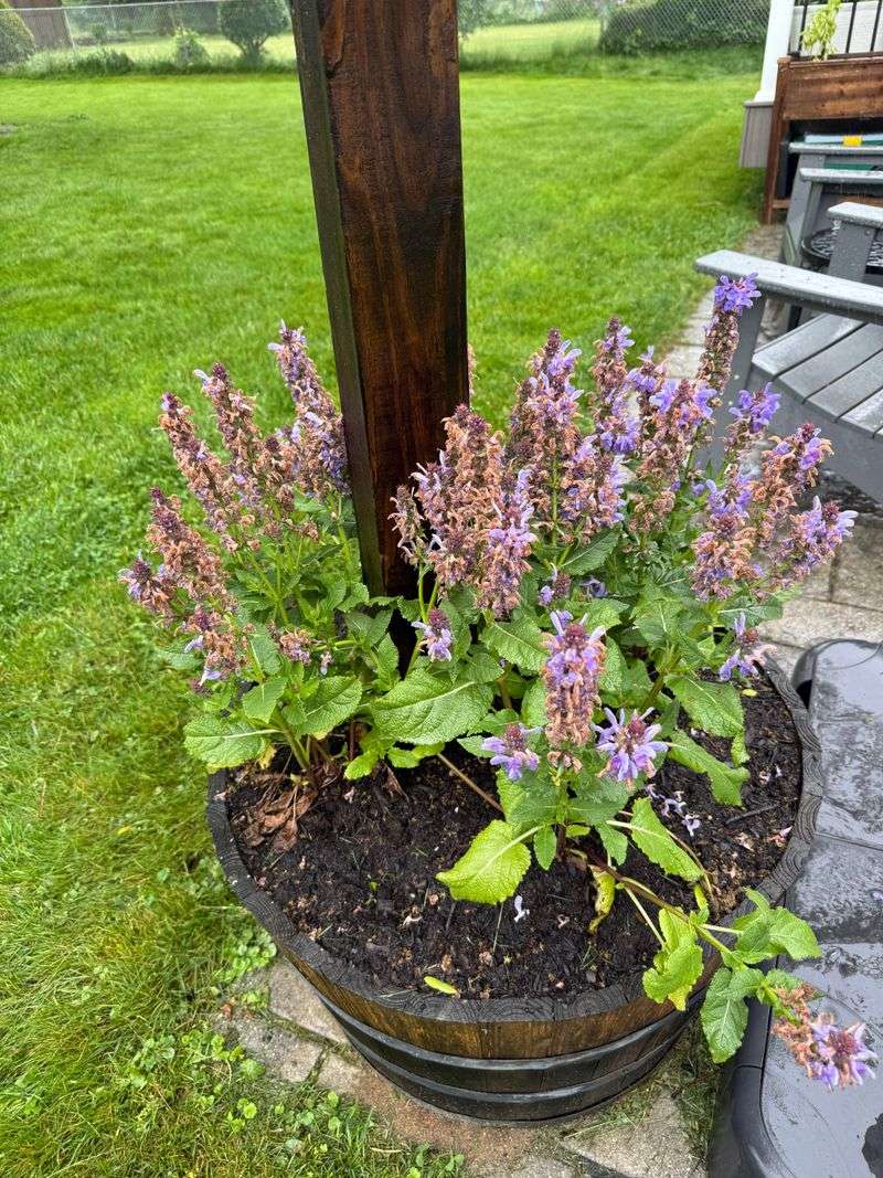 Poor Drainage Can Affect Overall Plant Performance