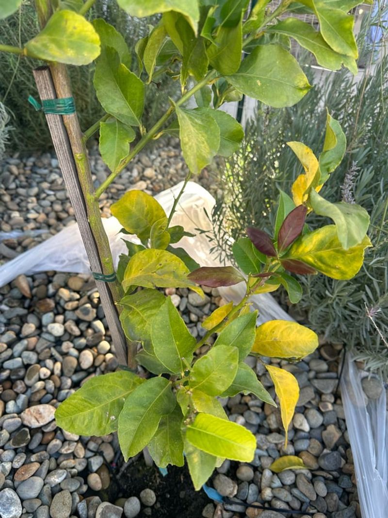 Poor Drainage Can Stress Citrus Roots Poor Drainage Can Stress Citrus Roots