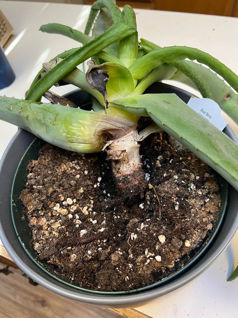 Poor Drainage Keeps Roots Too Wet Poor Drainage Keeps Roots Too Wet