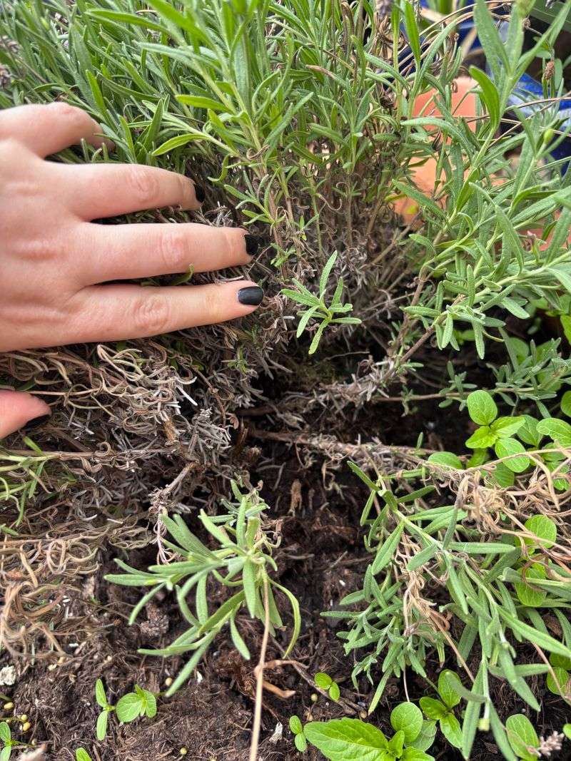 Poor Drainage Makes California Lavender Decline Fast