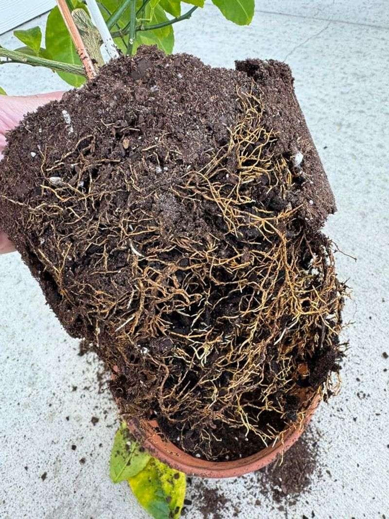 Poor Drainage Makes Root Rot More Likely