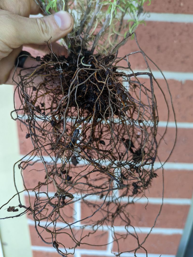 Poor Drainage Stresses The Roots