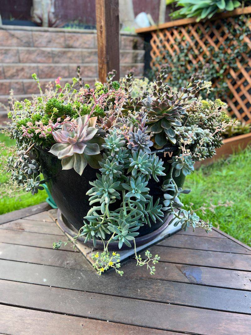 Poor Drainage Turns A Small Problem Into A Damaged Plant