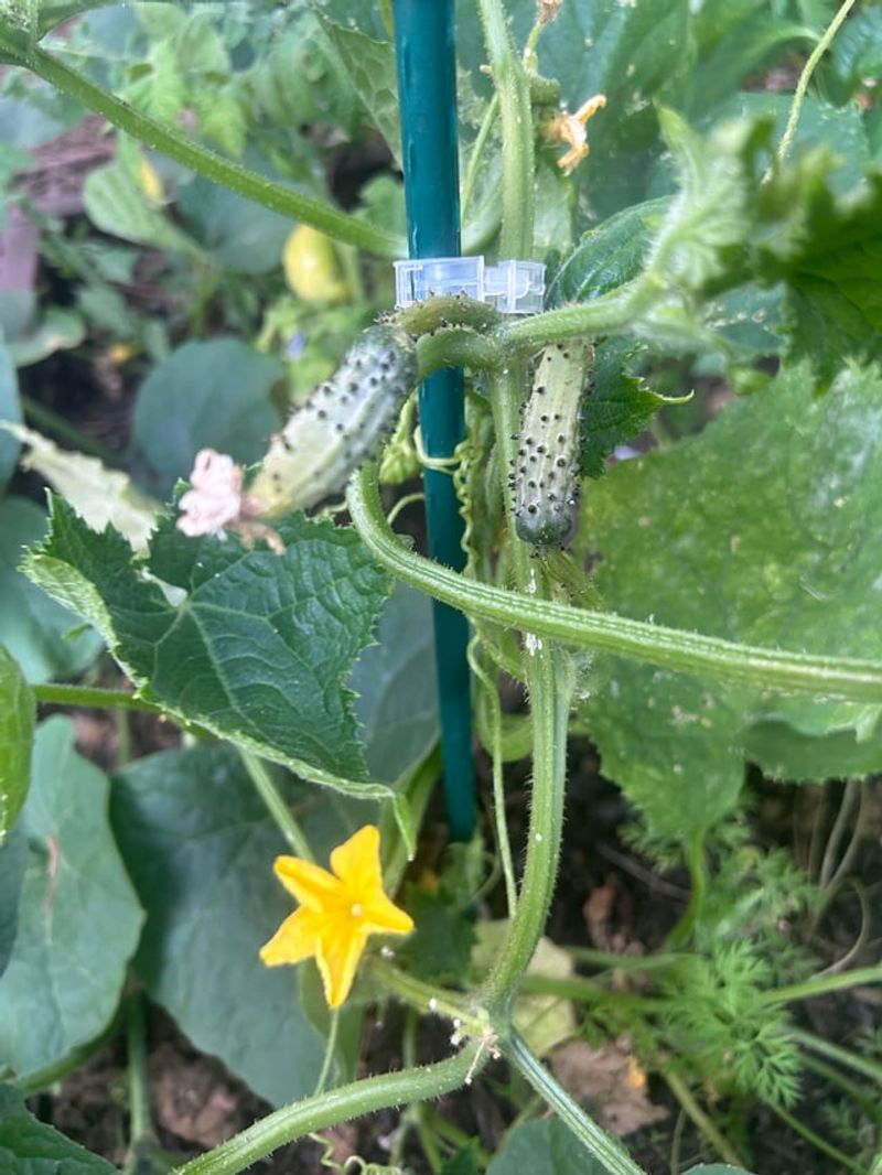Poor Fruit Development Or Misshapen Cucumbers