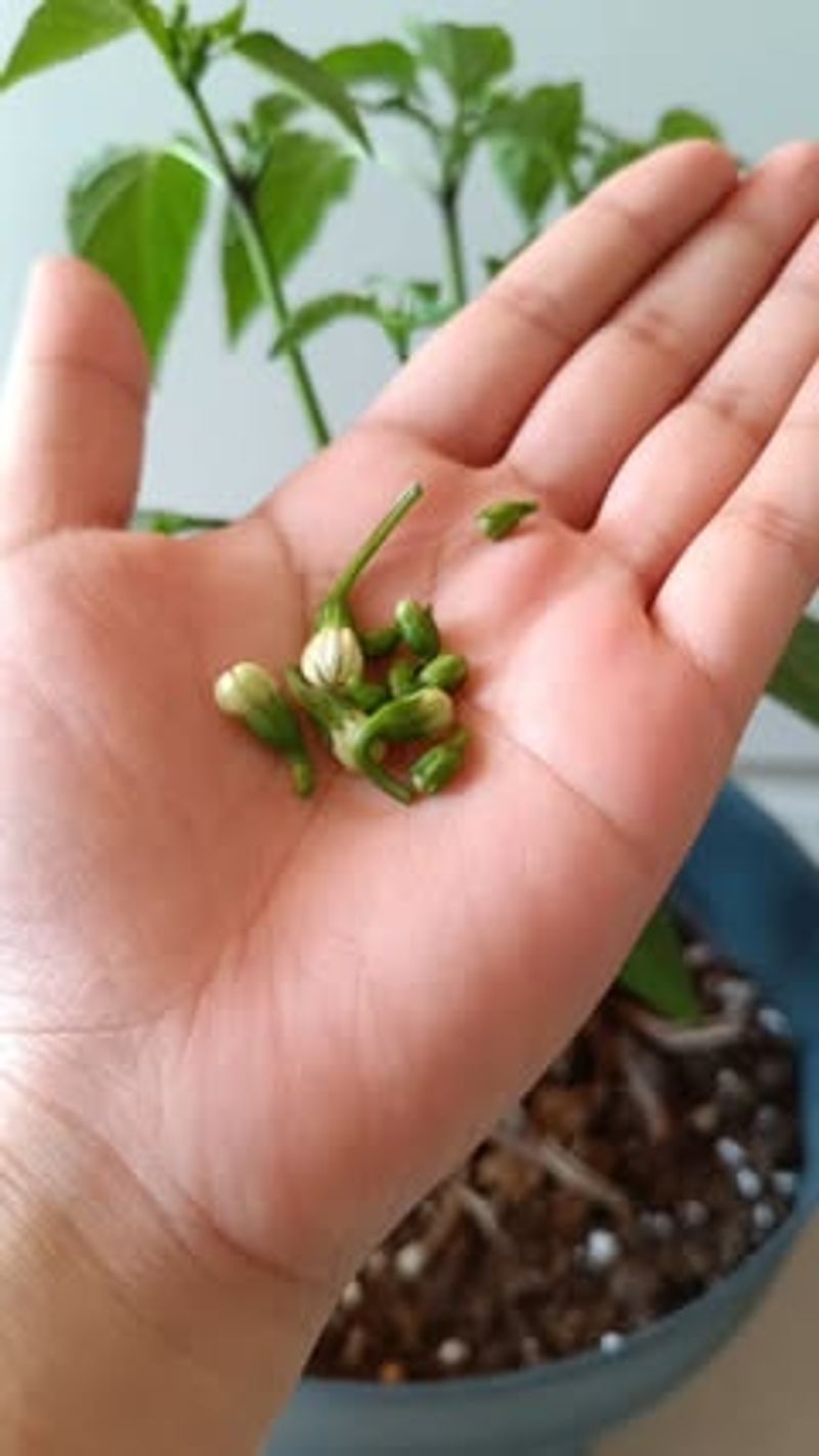 Poor Pollination Causes Flower Loss