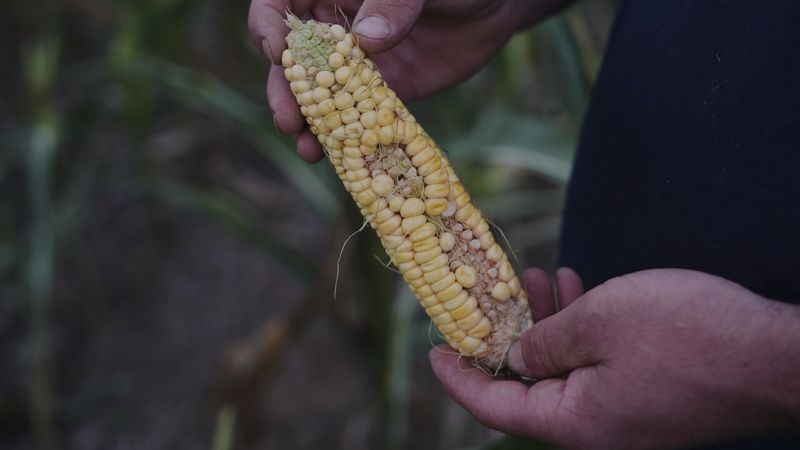 Poor Pollination Leads To Patchy Ears