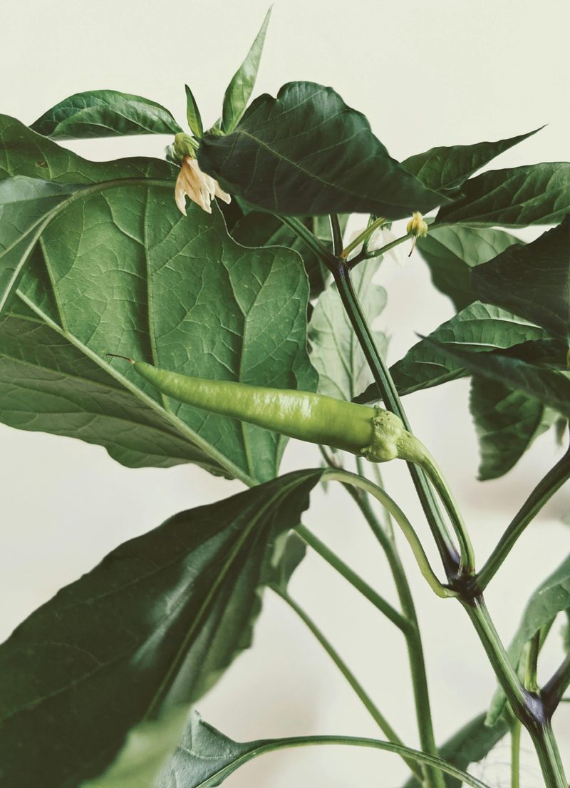 Poor Pollination Leaves Flowers Fruitless