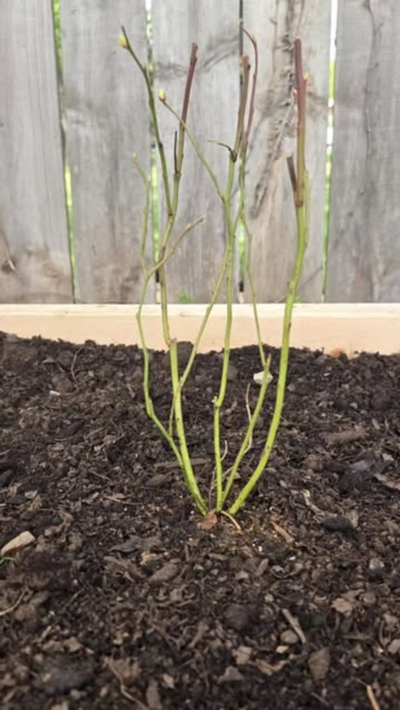 Poor Root Development Poor Root Development