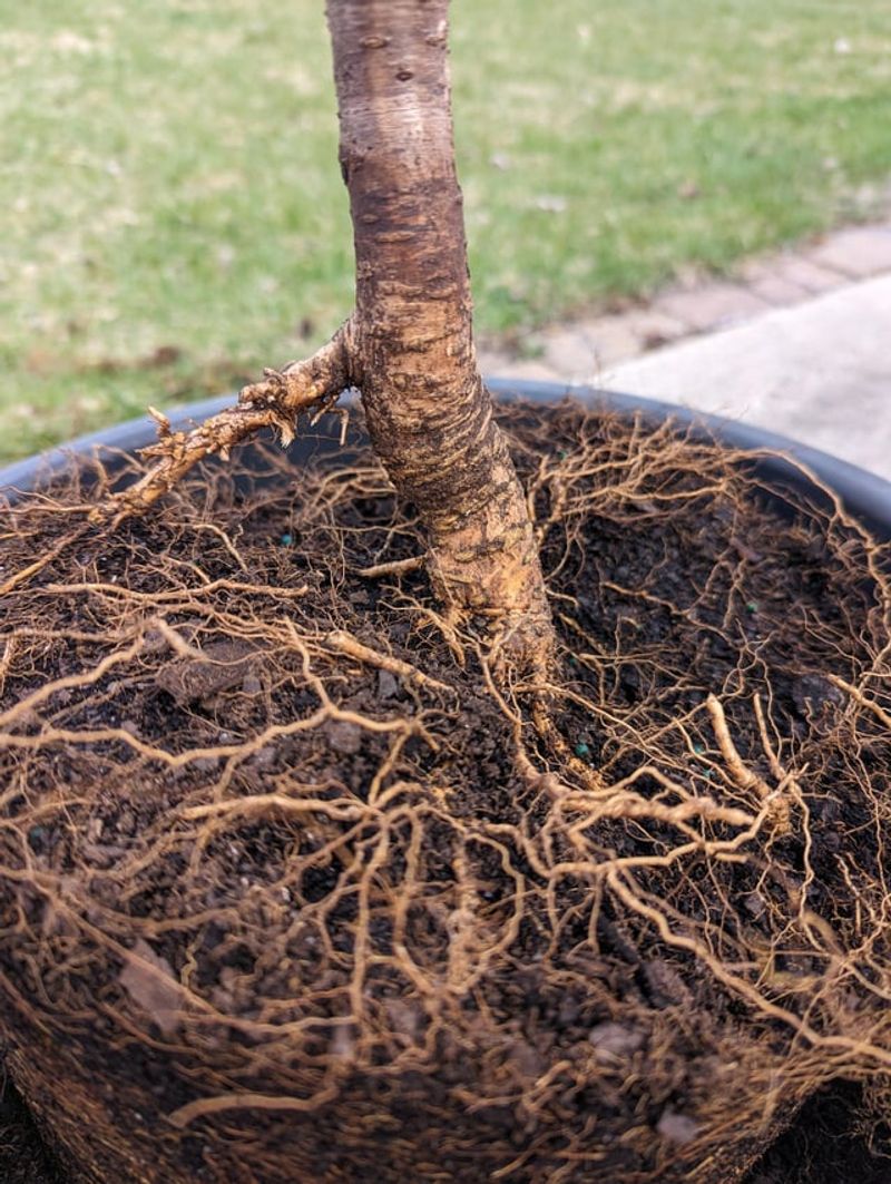 Poor Soil Drainage Blocks Strong Root Growth Poor Soil Drainage Blocks Strong Root Growth