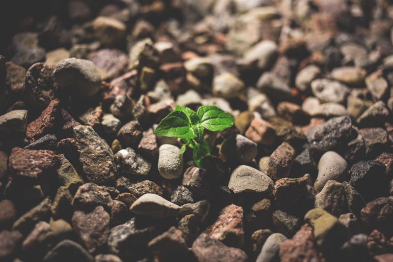 Poor Soil Is Actually Where This Plant Shines