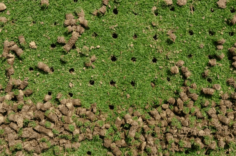 Poor Soil Or Compaction Limiting Root Growth Poor Soil Or Compaction Limiting Root Growth