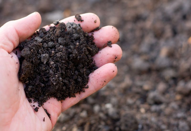 Poor Soil Or Drainage Conditions
