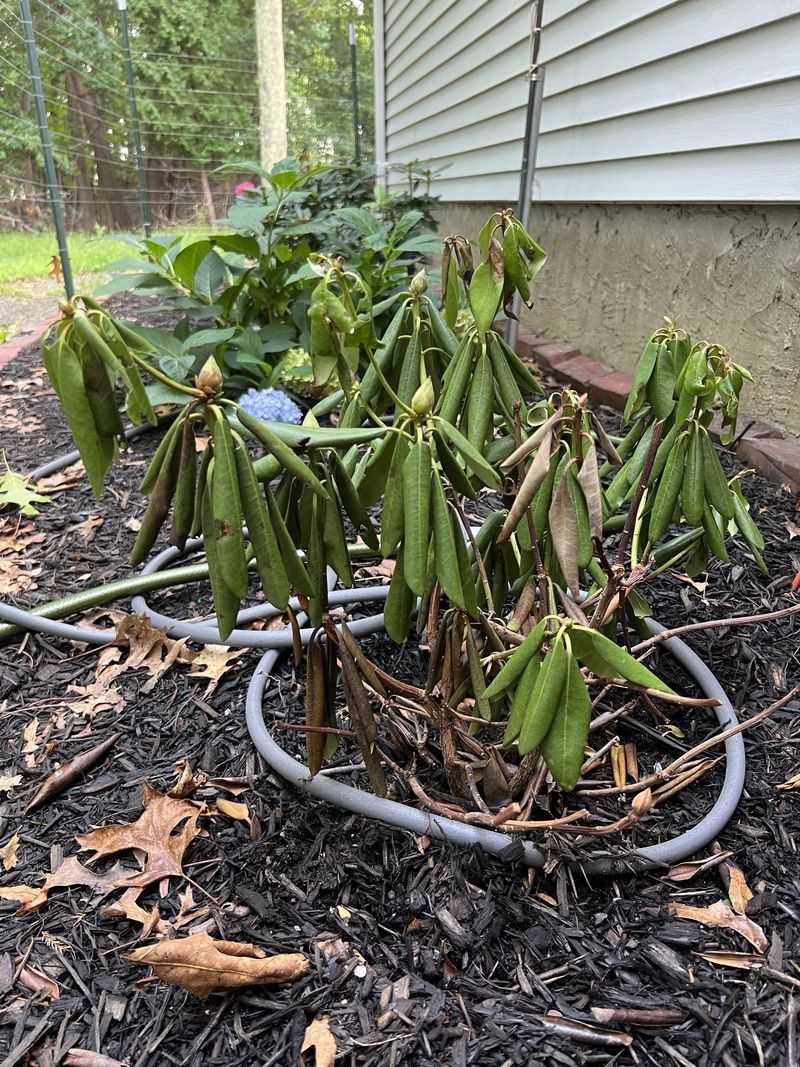 Poorly Drained Soil Around The Shrub Poorly Drained Soil Around The Shrub