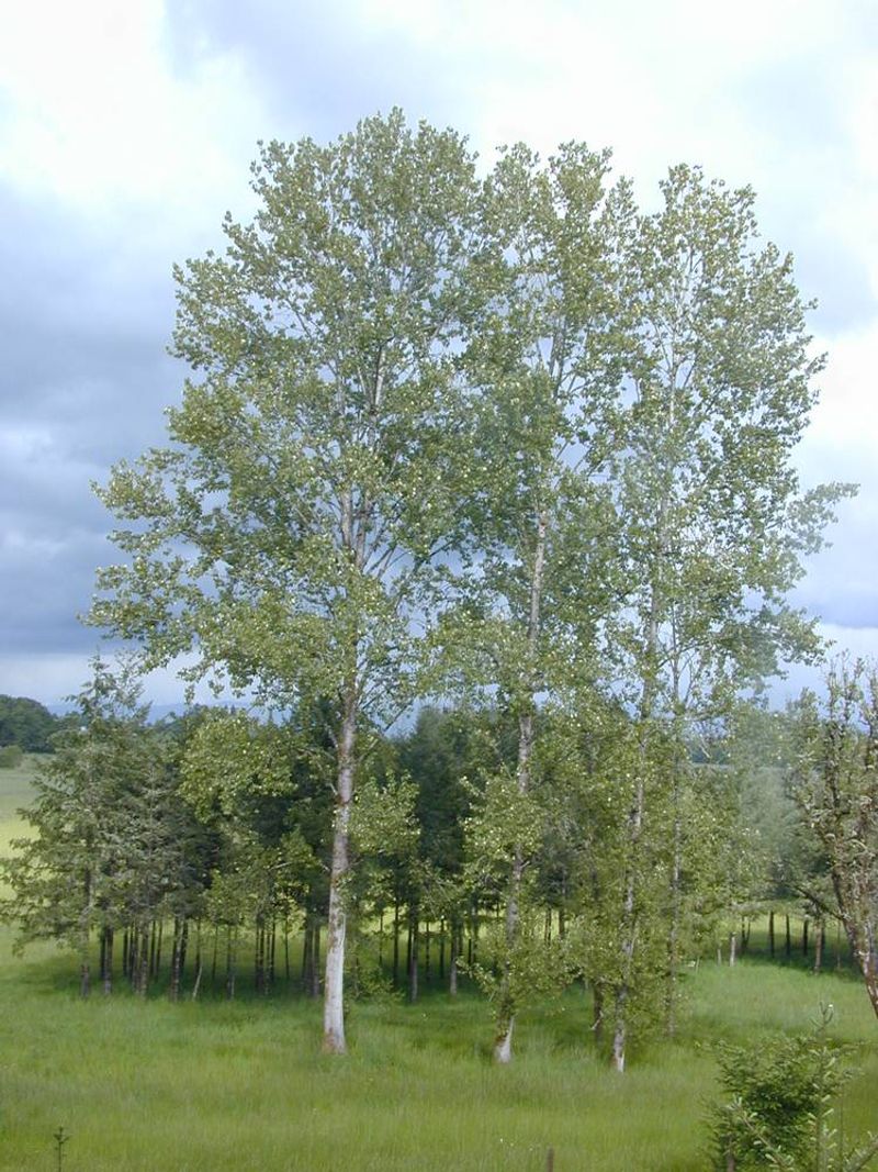 Poplars And Cottonwoods Grow Too Fast For Foundation Beds