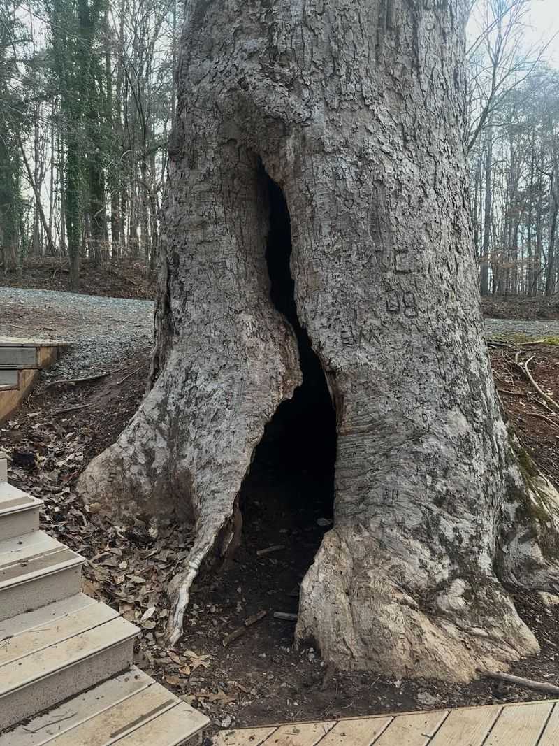 Poplars Grow Fast With Roots That Need Room Poplars Grow Fast With Roots That Need Room