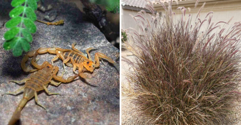 Popular Landscaping Plants That Could Be Attracting More Scorpions To Your Arizona Yard