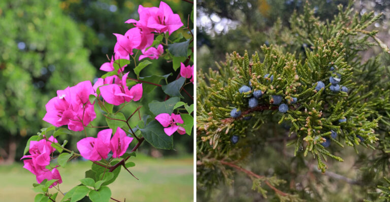 bougainvillea and juniper