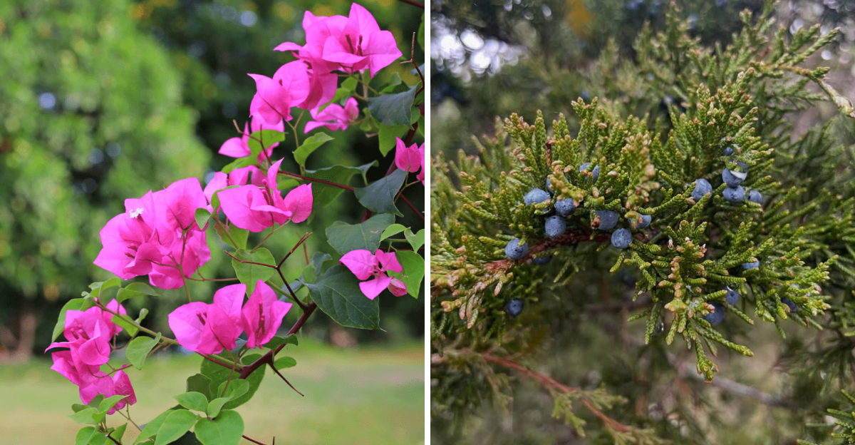 bougainvillea and juniper